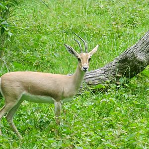 Slender-Horned Gazelle (Gazella leptoceros)
