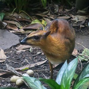 Greater Malay Chevrotain (Tragulus napu)