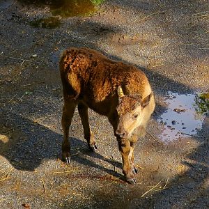 Plains Bison (Bison bison bison)