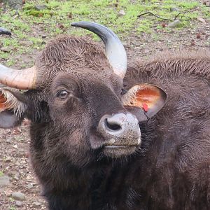 Indian Gaur (Bos gaurus gaurus)