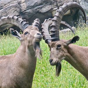 Nubian Ibex (Capra nubiana)