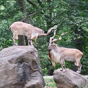 Bukharan Markhor (Capra falconeri heptneri)
