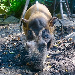 Red River Hog (Potamochoerus porcus)