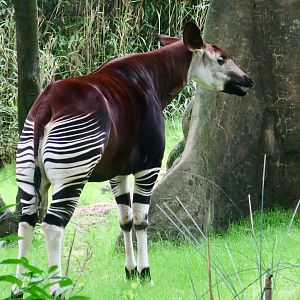 Okapi (Okapia johnstoni)