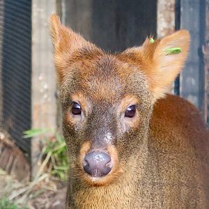 Southern Pudu (Pudu puda)