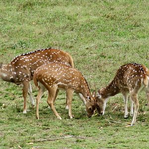 Chital (Axis axis)