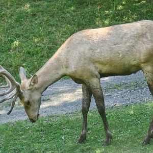 Bactrian Deer (Cervus hanglu bactrianus)