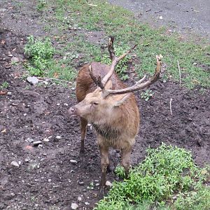Barasingha (Rucervus duvaucelli)