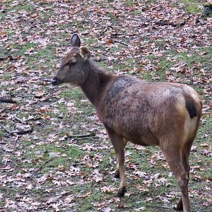 Indian Sambar (Rusa unicolor unicolor)