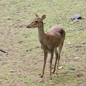Burmese Brow-Antlered Deer (Panolia eldii thamin)
