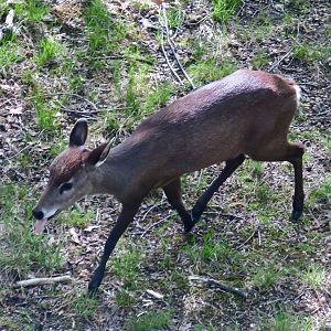 Western Chinese Tufted Deer (Elaphurus cephalophus cephalophus)