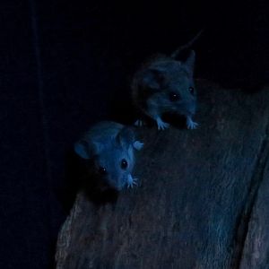 Cactus Mouse (Peromyscus eremicus)