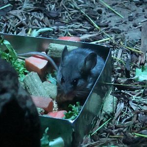 California Mouse (Peromyscus californicus)