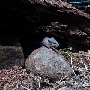 North American Deer Mouse (Peromyscus maniculatus)