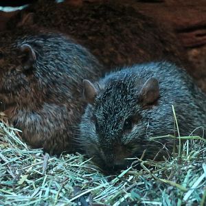 African Grass Rat (Arvicanthis niloticus)