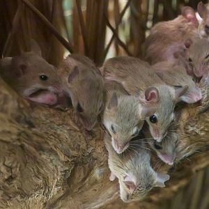 African Pygmy Mouse (Mus minutoides)
