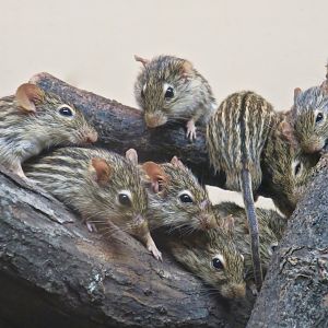 Barbary Striped Grass Mouse (Lemniscomys barbarus)