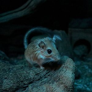 Bushy-Tailed Jird (Sekeetamys calurus)