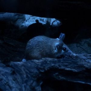 Eastern Spiny Mouse (Acomys dimidiatus)