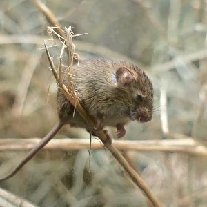 Eurasian Harvest Mouse (Micromys minutus)