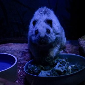 Northern Luzon Cloud Rat (Phloeomys pallidus)