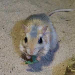 Pale Gerbil (Gerbillus perpallidus)
