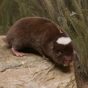 Damaraland Mole-Rat (Fukomys damarensis)
