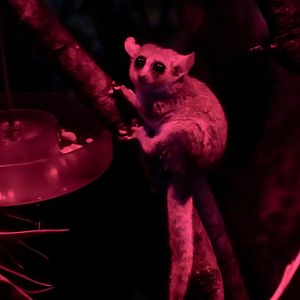Gray Mouse Lemur (Microcebus murinus)