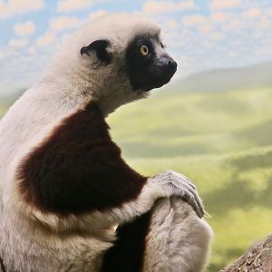 Coquerel's Sifaka (Propithecus coquereli)