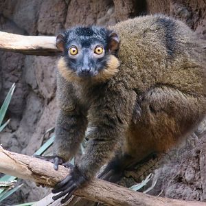 Collared Brown Lemur (Eulemur collaris)