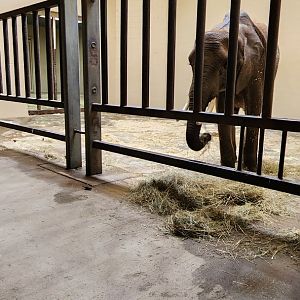 African Elephant Indoor Exhibit