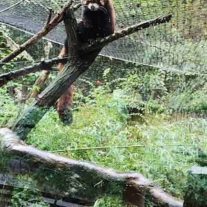 Red Panda