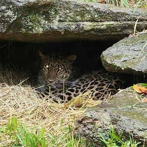 Amur Leopard