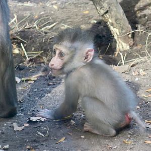 Mandrill (Mandrillus sphinx)