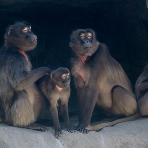 Gelada (Theropithecus gelada)