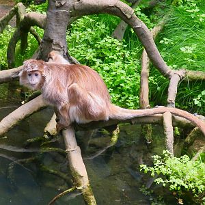 Javan Lutung (Trachypithecus auratus)