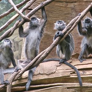 Silvery Lutung (Trachypithecus cristatus)
