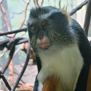 Wolf's Guenon (Cercopithecus wolfi)