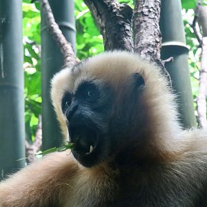 Northern White-Cheeked Gibbon (Nomascus leucogenys) "Chi Yu"
