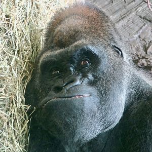 Western Lowland Gorilla (Gorilla gorilla gorilla) "Babatunde"
