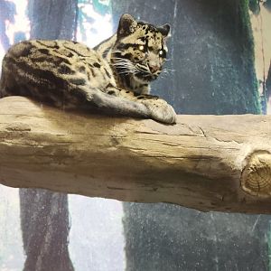 Clouded Leopard