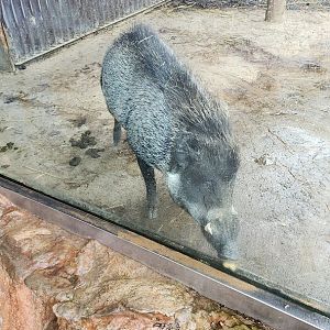 Visayanan Warty Pig