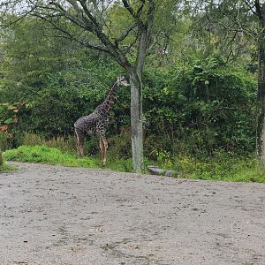 Masai Giraffe