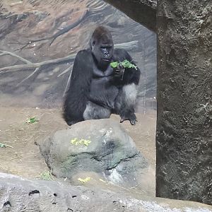 Male Gorilla