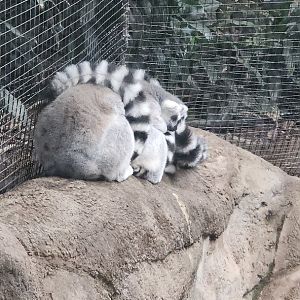 Ring Tailed Lemur