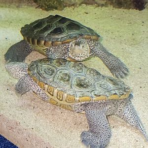 Diamondback Terrapin