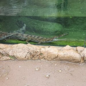 Tomistoma
