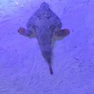 Batfish