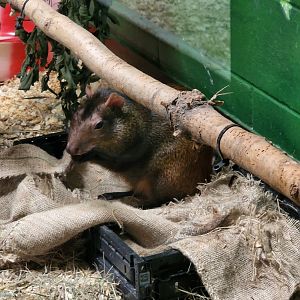 Agouti