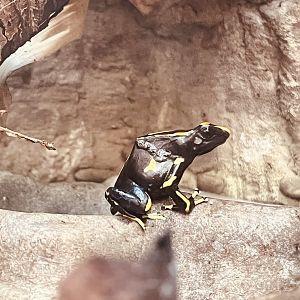 Poison Dart Frog